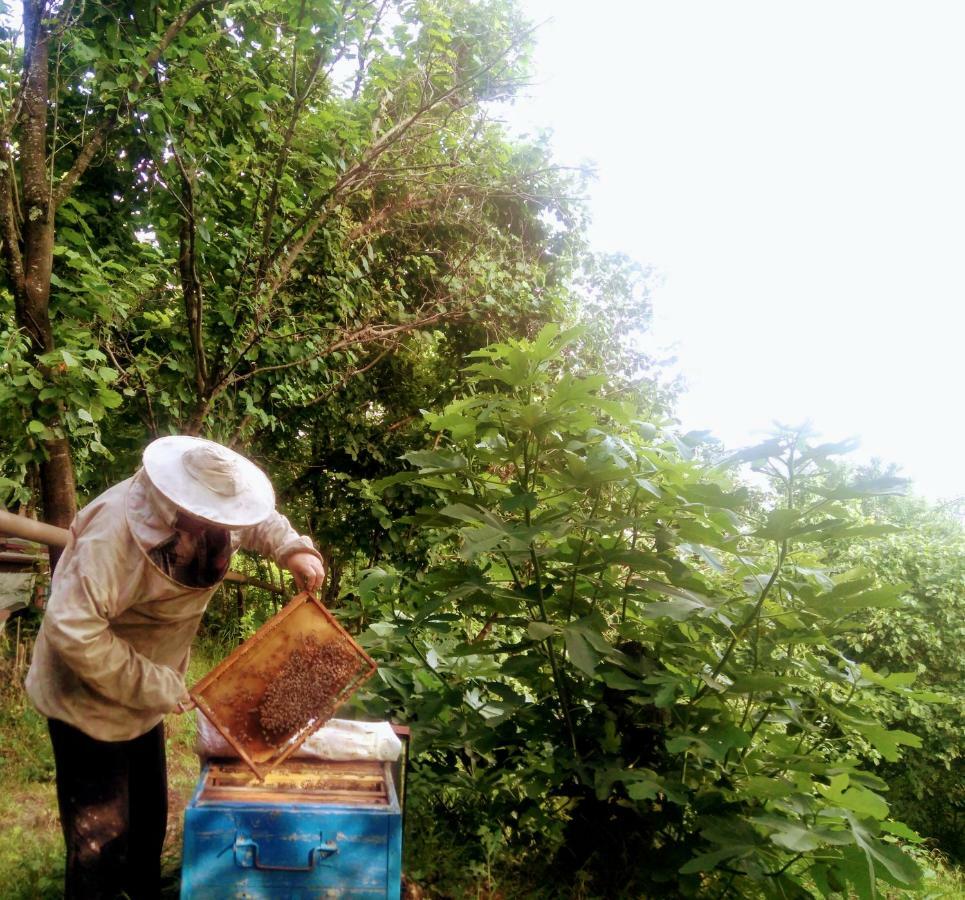 Beehives Διαμέρισμα Κουτάισι Εξωτερικό φωτογραφία