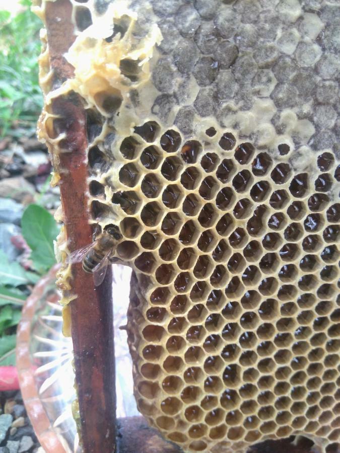 Beehives Διαμέρισμα Κουτάισι Εξωτερικό φωτογραφία