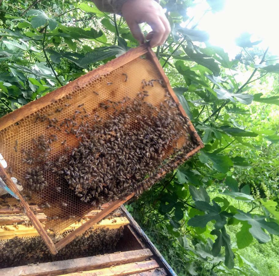 Beehives Διαμέρισμα Κουτάισι Εξωτερικό φωτογραφία